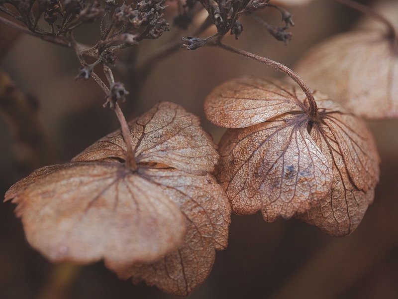 The Azure Maple