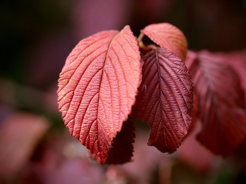 The Azure Maple