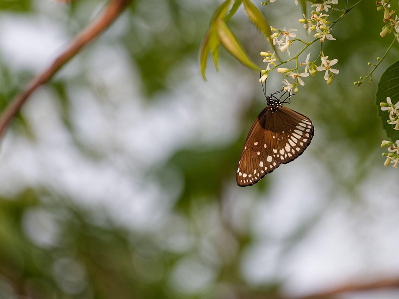 The Azure Maple