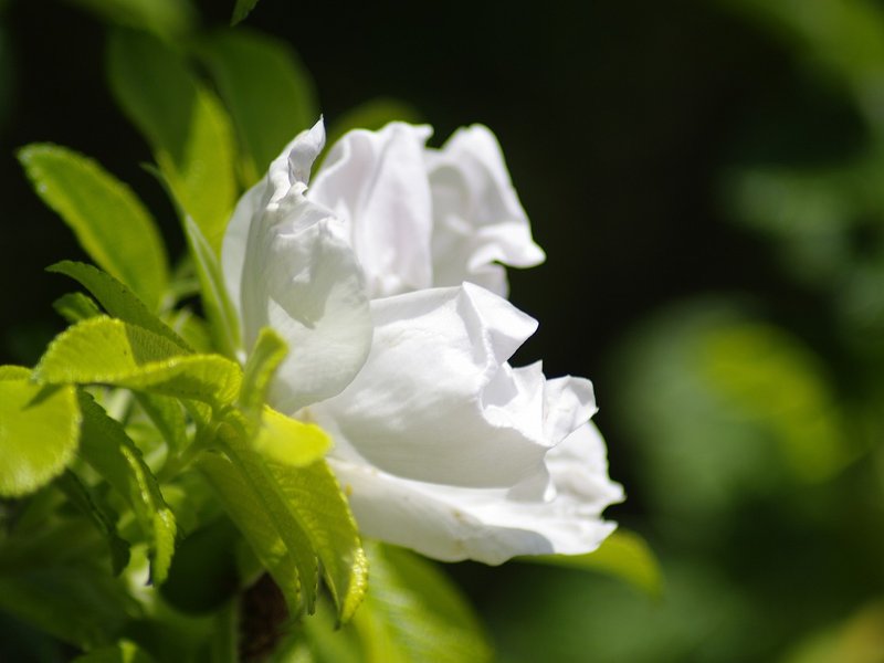 The Azure Maple