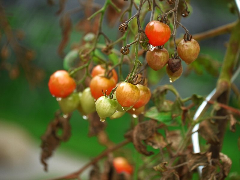 The Azure Maple