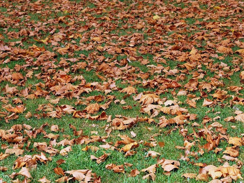 The Azure Maple